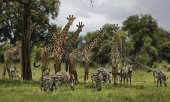 Auch Giraffen sind vom Aussterben bedroht. (© picture-alliance/dpa)