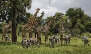 Giraffes are also facing extinction. (© picture-alliance/dpa)