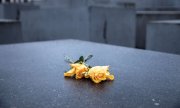 Zwei gelbe Rosen liegen auf einer Stele im Stelenfeld des Mahnmals für die ermordeten Juden Europas, das auch Holocaust-Mahnmal genannt wird, in Berlin. (© picture alliance/dpa/Carsten Koall)