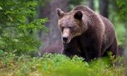 Медведица Гая, занесённая в реестр диких животных под номером JJ4, 12 апреля 2023 года. (© picture-alliance/ropi/Trento/pa)
