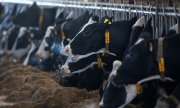 Les quotas laitiers ont été établis en 1984 pour faire face aux "fleuves de lait et aux montagnes de beurre". (© picture-alliance/dpa)
