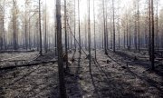 İsveç'teki Ljusdal'ta yanmış bir orman. (© picture-alliance/dpa)