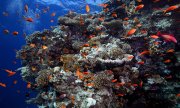 L'objectif de l'ONU est de mieux protéger les océans de la surpêche, des déchets et des nuisances sonores. (© picture alliance/blickwinkel/G. Kunz)