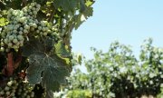 Vignoble de colons israéliens dans la vallée de Shilo, au nord de Ramallah. (© picture-alliance/dpa)