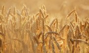 Fertilisers are becoming more expensive as a result of the crisis and are driving up prices of basic foodstuffs. (© picture alliance / Zoonar / Olena Mykhaylova)