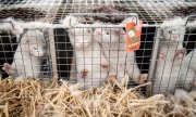 Mink on a farm near Naestved, Denmark. (© picture-alliance/EPA-EFE /Mads Claus Rasmussen)