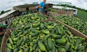A Romanian worker harvesting cucumbers in Germany in 2013. (© picture-alliance/dpa)