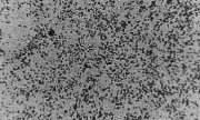Culture de coronavirus dans un laboratoire de Melbourne. (© picture-alliance/dpa)