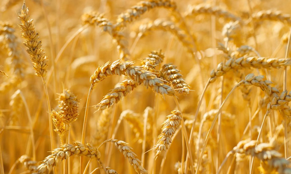 A turning level within the Ukrainian grain dispute?
