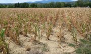 Natur und Menschen leiden: 2.500 Hitzetote meldete das Robert-Koch-Institut (RKI) bisher für diesen Sommer in Deutschland. (© picture alliance / SIPA /Romain Doucelin)