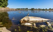 Brieskow-Finkenheerd yakınlarındaki Oder Nehri'nde ölü balıklar. (© picture alliance/dpa/Frank Hammerschmidt)