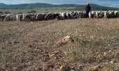 Murcia kırsalında bir çoban ve sürüsü, 20 Nisan. (© picture alliance / abaca  Europa Press/ABACA)