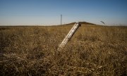 Ukrayna'nın güneyindeki Mıkolayiv'de bir buğday tarlasına saplanmış, patlamamış bir roket, 23 Mart 2022. (picture alliance / ZUMAPRESS.com / Vincenzo Circosta)