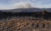 Verbrannte Weinberge in Galicien. (© picture alliance / Anadolu / Pedro Pascual Garcia)