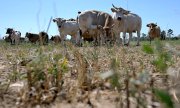 As here in Lower Austria, the livestock can no longer find enough feed in many pastures and must be driven back into the barns earlier than usual. (© picture alliance / APA-Images / Harald Schneider)