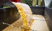 Millions of eggs have been destroyed at the behest of food control authorities. (© picture-alliance/dpa)
