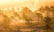 Morning mist in the Endla Nature Reserve in eastern Estonia. (© picture-alliance/W. Pattyn)