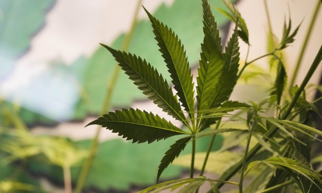 Germany: cannabis to be legalised | eurotopics.net