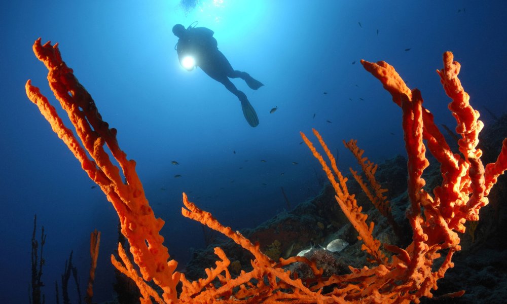 Grèce et Turquie : les parcs marins de la discorde ?