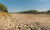Le lit du Rhin asséché à hauteur de Germersheim, début août 2026. (© picture-alliance/Zoonar/Conny Pokorny)