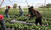 Fruit pickers at the farm near Manolada in 2013. (© picture-alliance/dpa)