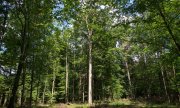 Trees in Białowieża forest. (© picture-alliance/dpa)