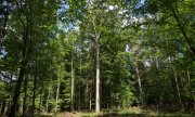 La forêt de Białowieża, une des dernières forêts primaires d'Europe. (© picture-alliance/dpa)