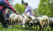 Sheep farming in the Carpathians. (© picture-alliance/dpa)