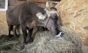 Cow Penka in Bulgarian Kopilovtsi. (© picture-alliance/dpa)
