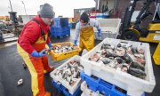 Fischer in Bridlington Harbour in Yorkshire. (© picture-alliance/dpa)