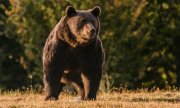 Der erlegte Bär auf einem Bild von 2019. (© picture-alliance/dpa)